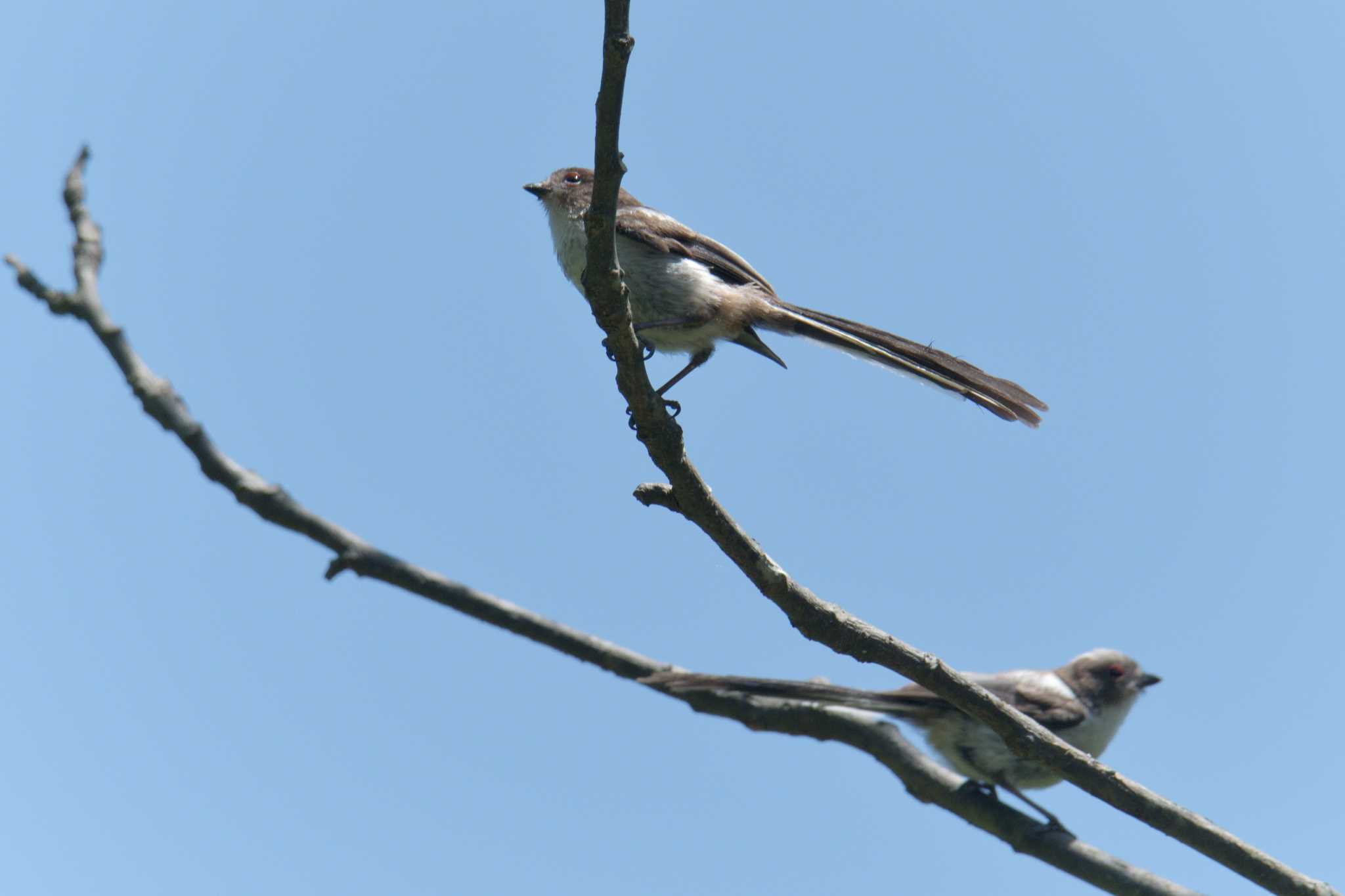 Photo of Long-tailed Tit at 滋賀県希望が丘文化公園 by masatsubo