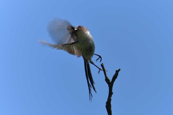 エナガ 滋賀県希望が丘文化公園 2019年5月23日(木)