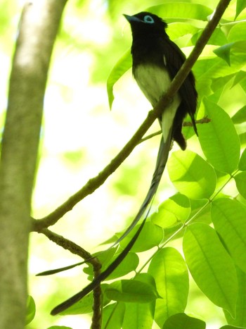 サンコウチョウ 愛知県 2019年5月23日(木)