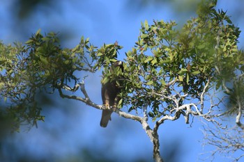 Booted Eagle Koh Phra Thong National Park Tue, 2/26/2019