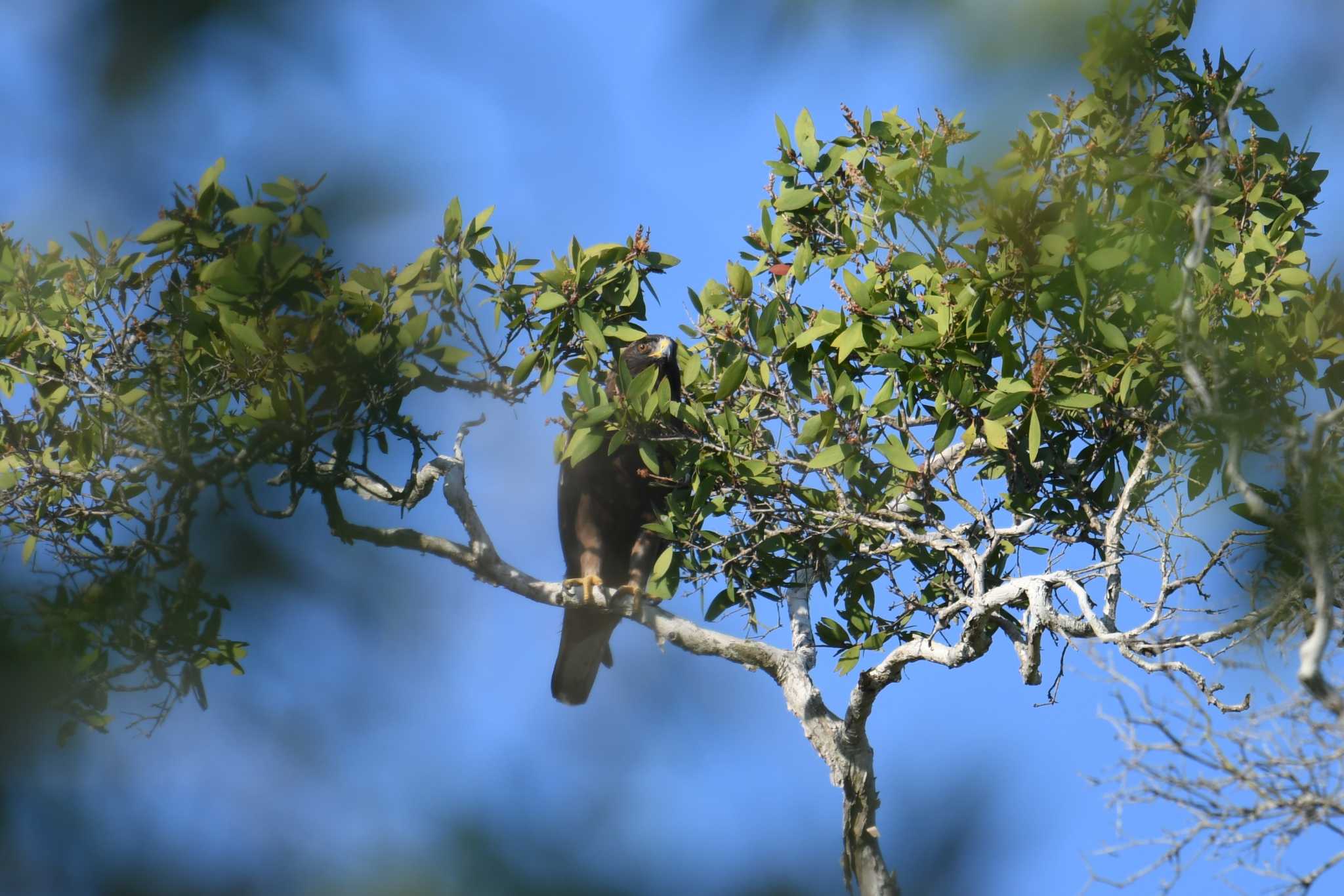 Photo of Booted Eagle at Koh Phra Thong National Park by あひる