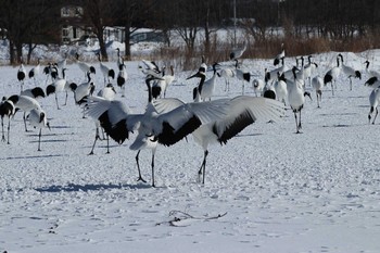 Red-crowned Crane Tsurumidai Sun, 2/10/2019