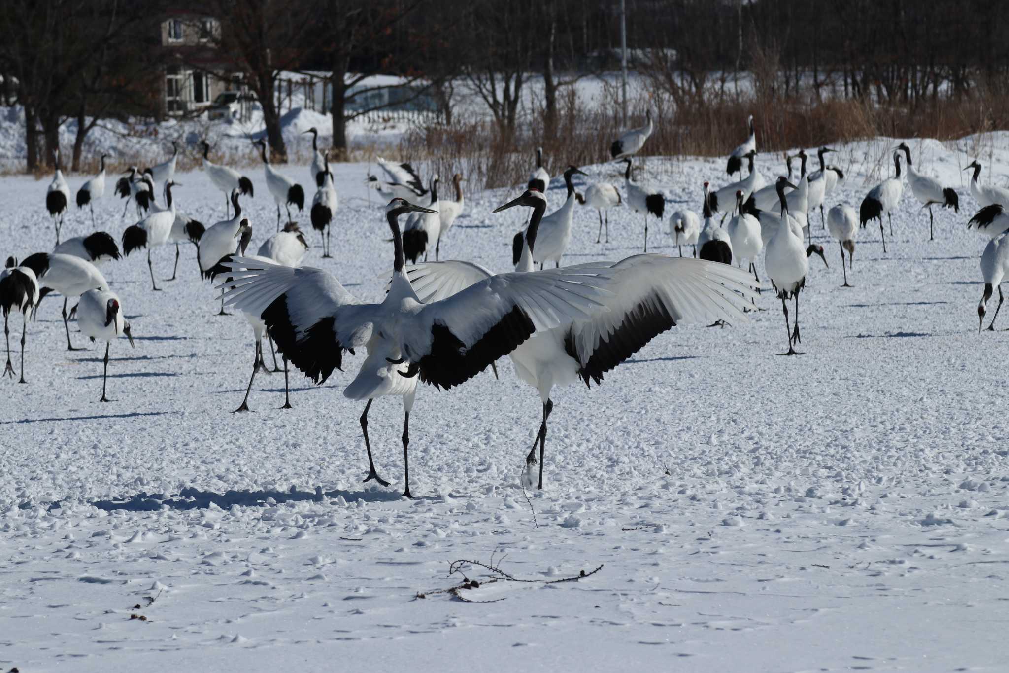 タンチョウ by Hokkaido.univ