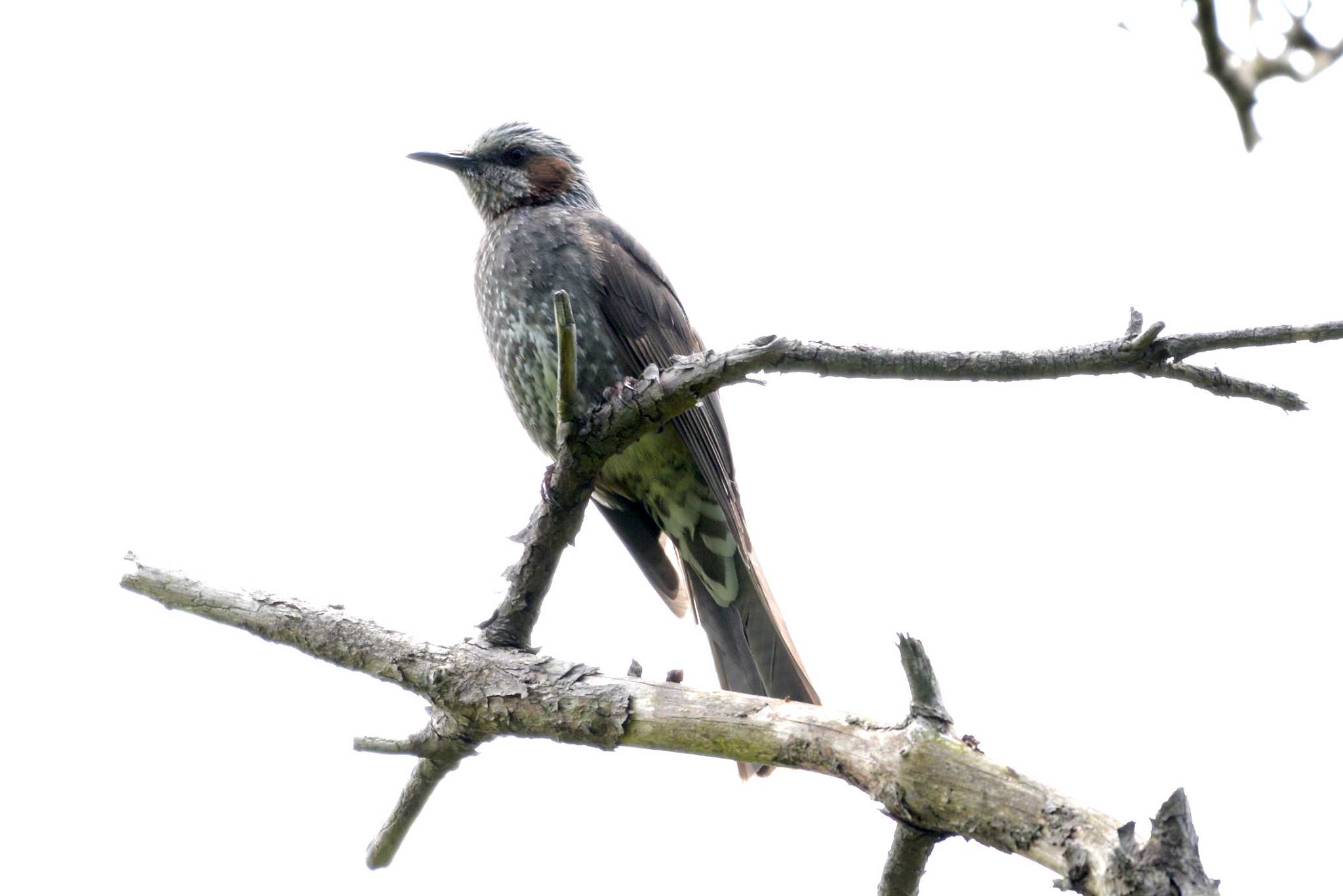 Photo of Brown-eared Bulbul at 三河湖園地 by ポッちゃんのパパ