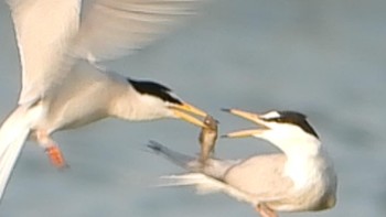 Little Tern Isanuma Thu, 5/23/2019