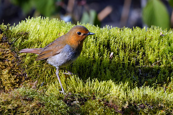 Japanese Robin 山梨県 Fri, 5/17/2019