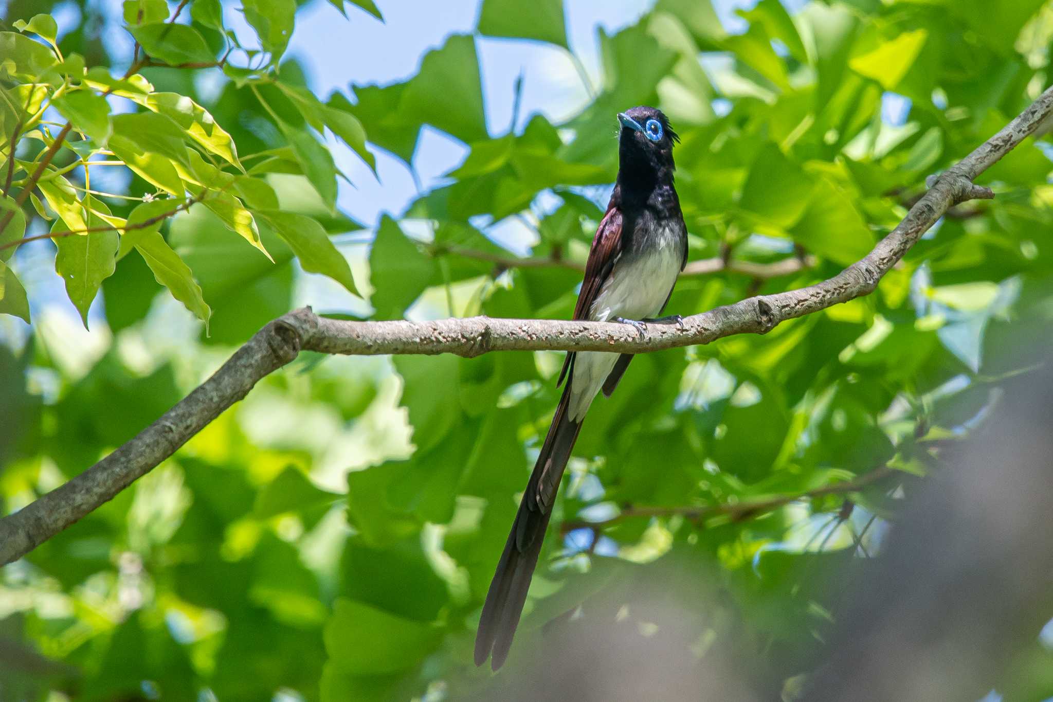 Photo of Black Paradise Flycatcher at Osaka castle park by ときのたまお