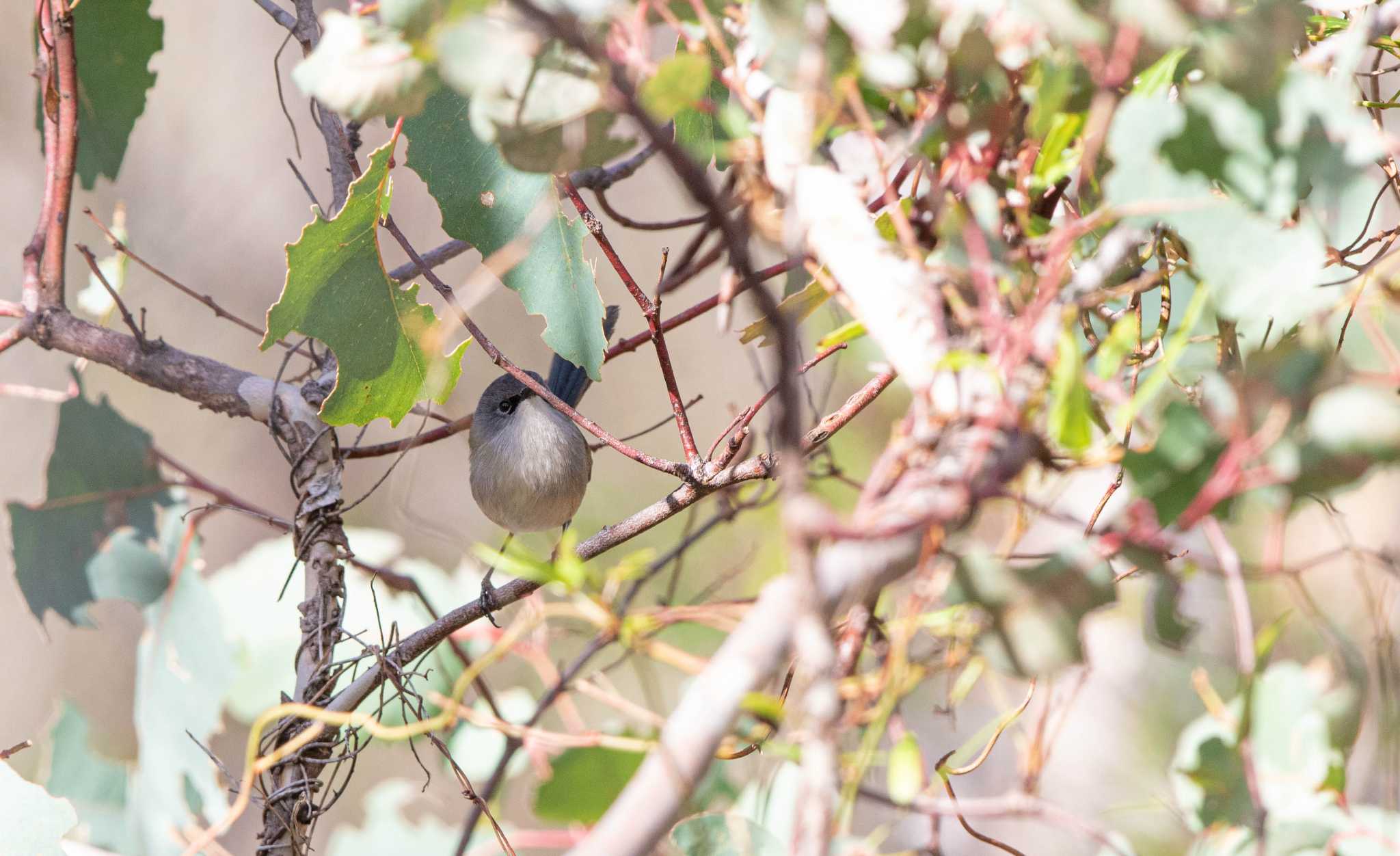 Photo of Red-winged Fairywren at Lake Muir Nature Reserve by Trio