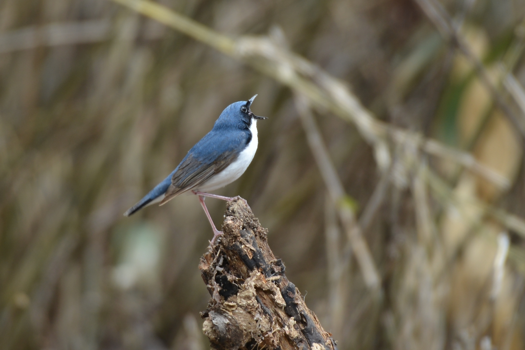 Photo of Siberian Blue Robin at Yanagisawa Pass by Johnny cool