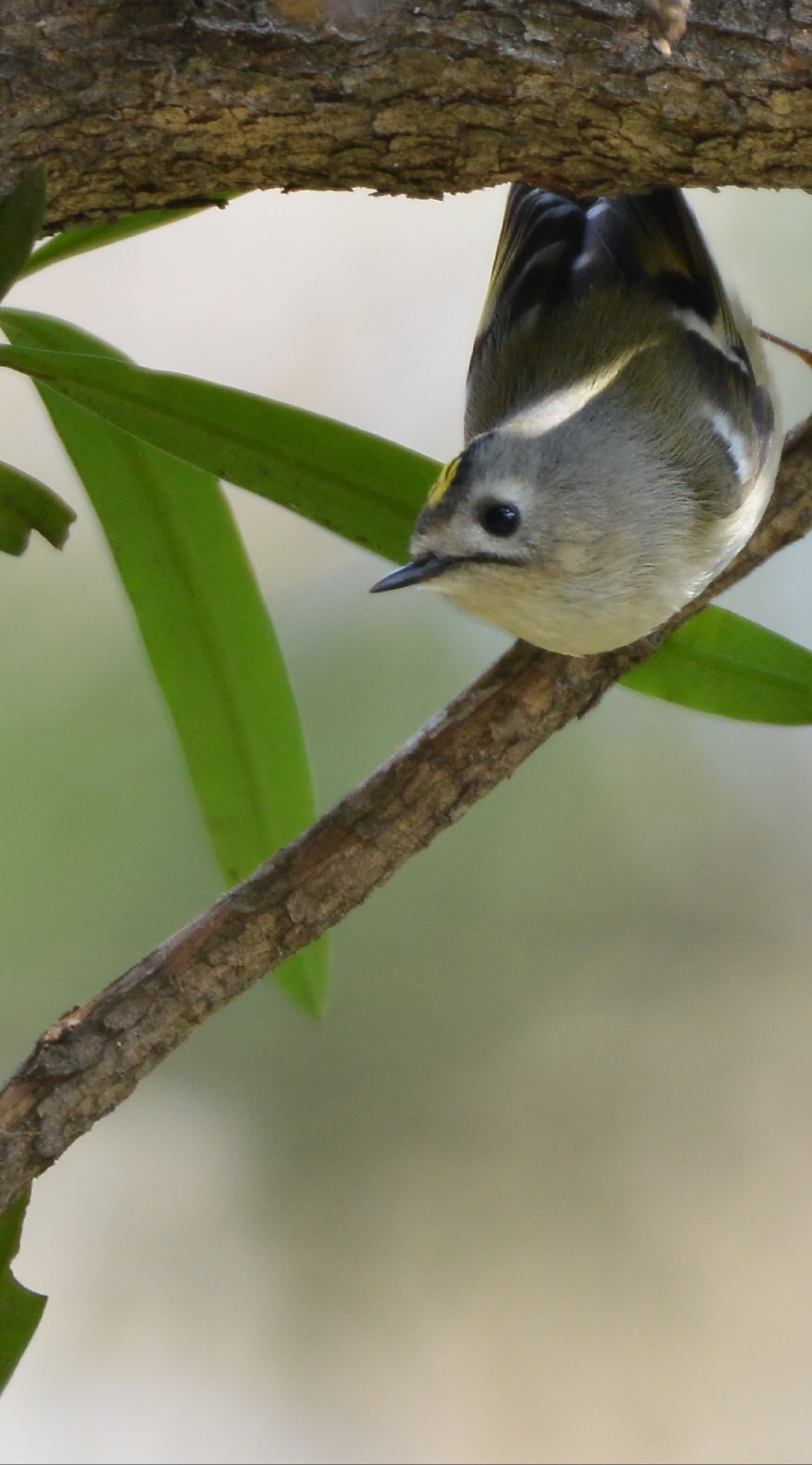 Photo of Goldcrest at Mizumoto Park by Johnny cool