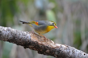 Red-billed Leiothrix Yanagisawa Pass Sat, 5/11/2019