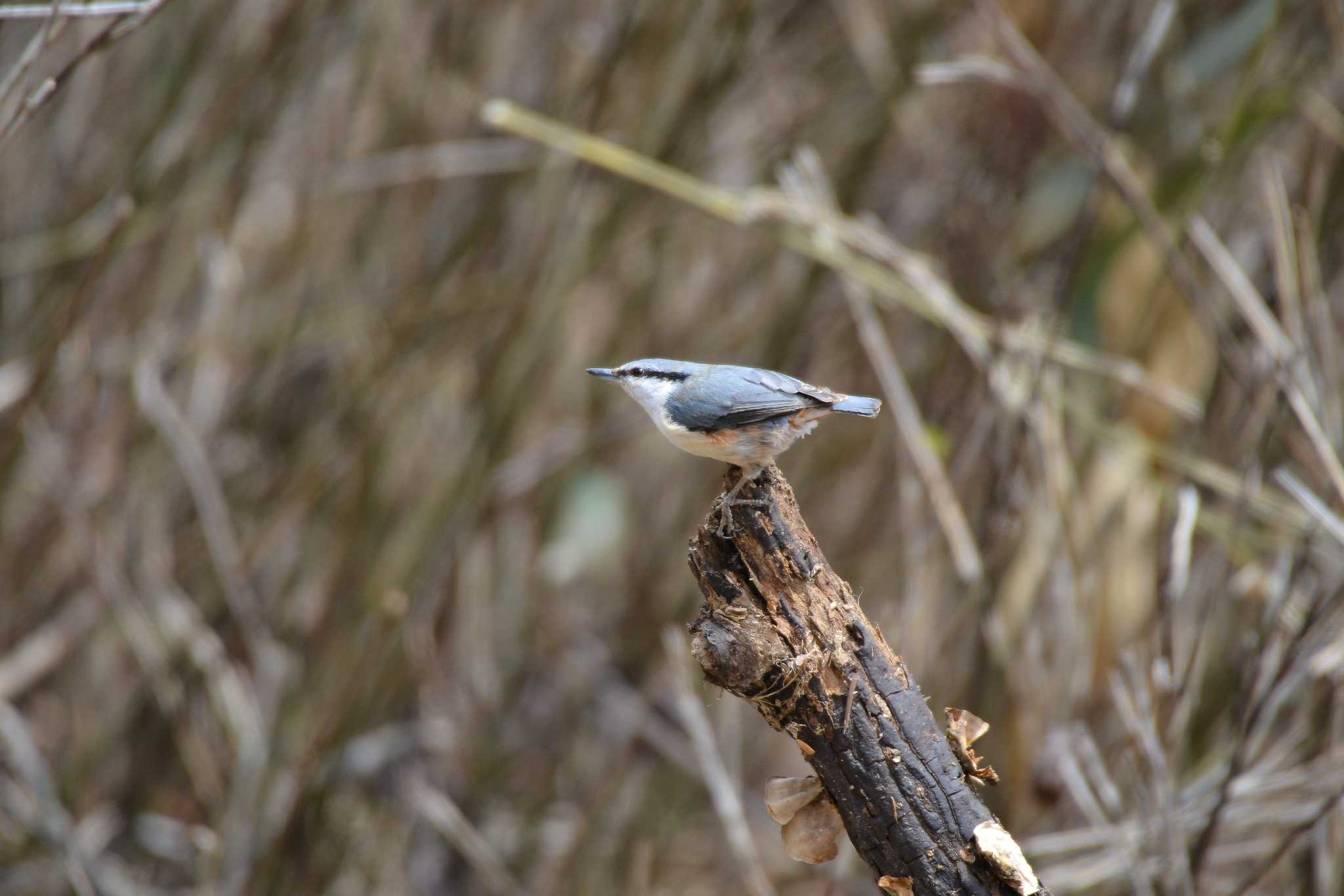 Photo of Eurasian Nuthatch at Yanagisawa Pass by Johnny cool