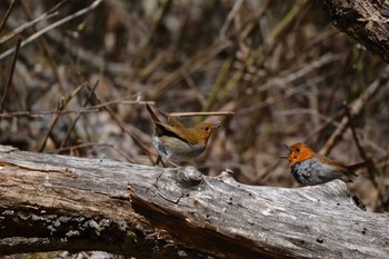 Japanese Robin Yanagisawa Pass Sat, 5/11/2019