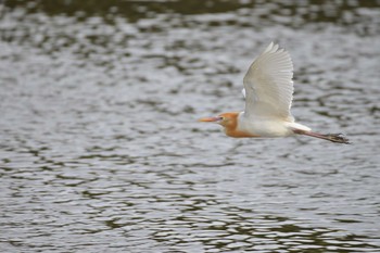 Eastern Cattle Egret 埼玉県吉川市 Wed, 5/22/2019