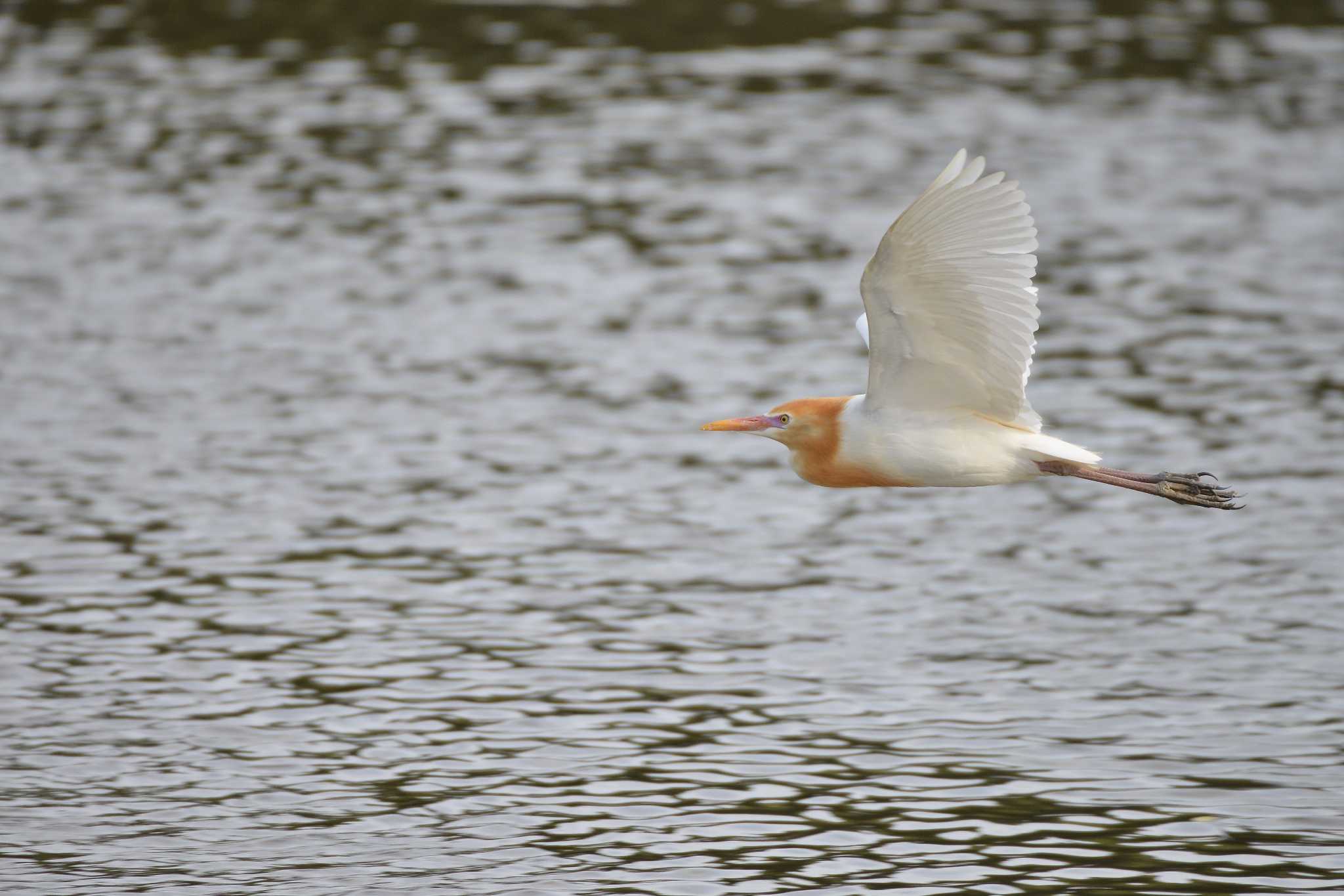 Photo of Eastern Cattle Egret at 埼玉県吉川市 by Johnny cool