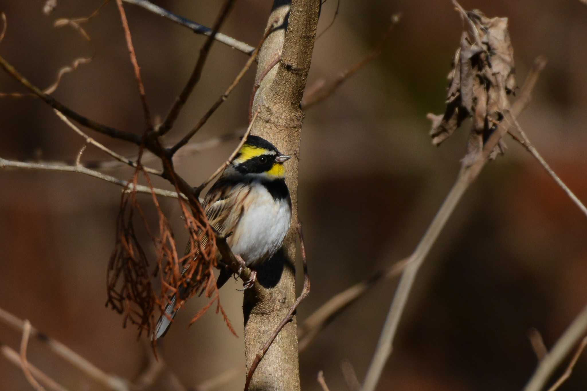 Photo of Yellow-throated Bunting at 多摩森林科学園 by Johnny cool