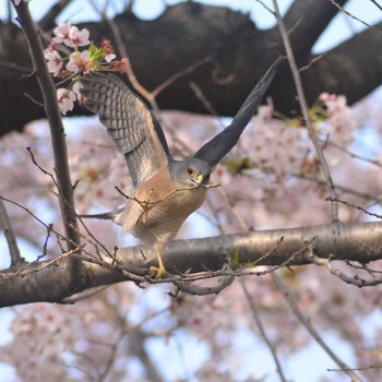 ツミ 東京都 2018年4月1日(日)