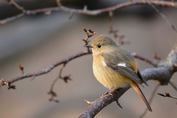 ジョウビタキ 向島百花園 2019年3月17日(日)