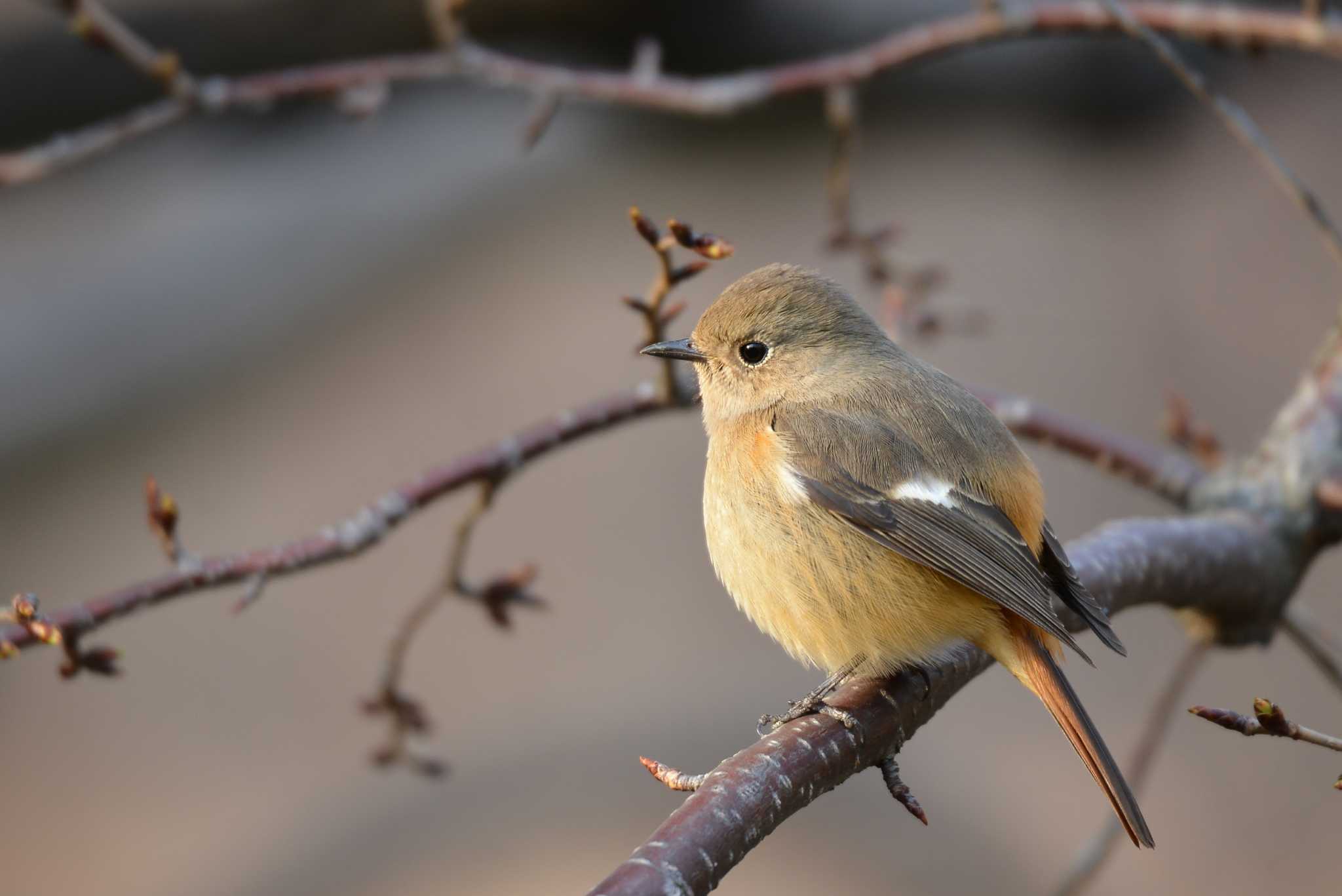 向島百花園 ジョウビタキの写真 by Johnny cool