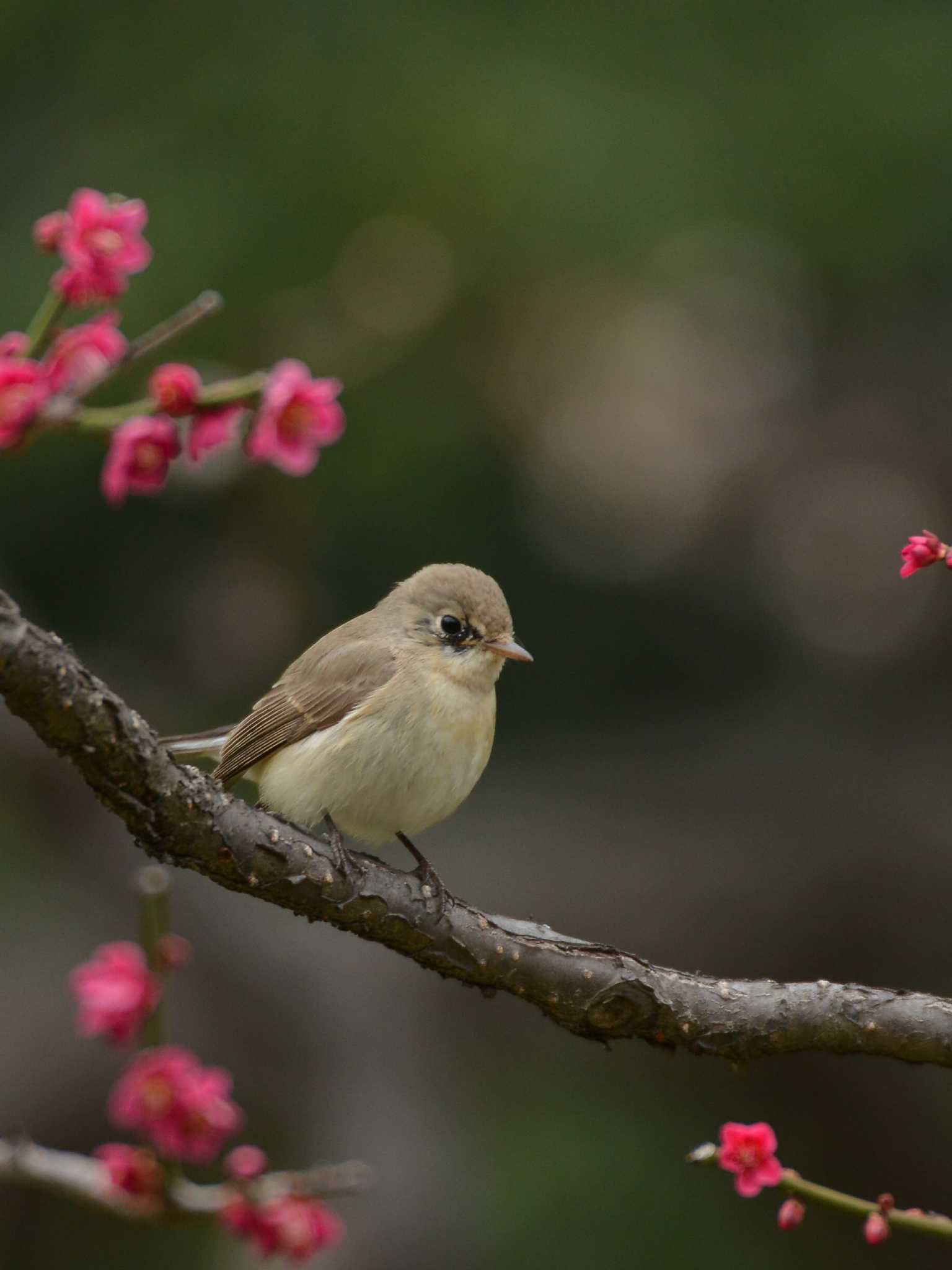 Photo of Red-breasted Flycatcher at Hibiya Park by Johnny cool