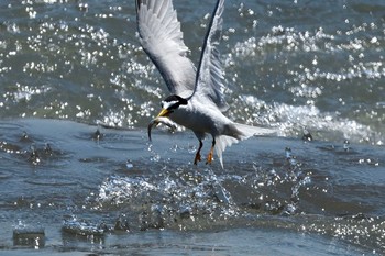 Little Tern 初めての川 Fri, 5/24/2019