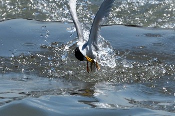 Little Tern 初めての川 Fri, 5/24/2019