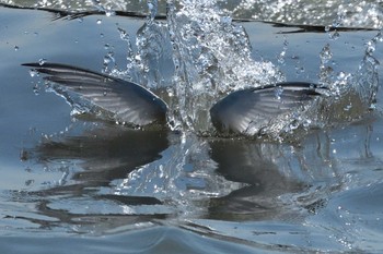 Little Tern 初めての川 Fri, 5/24/2019