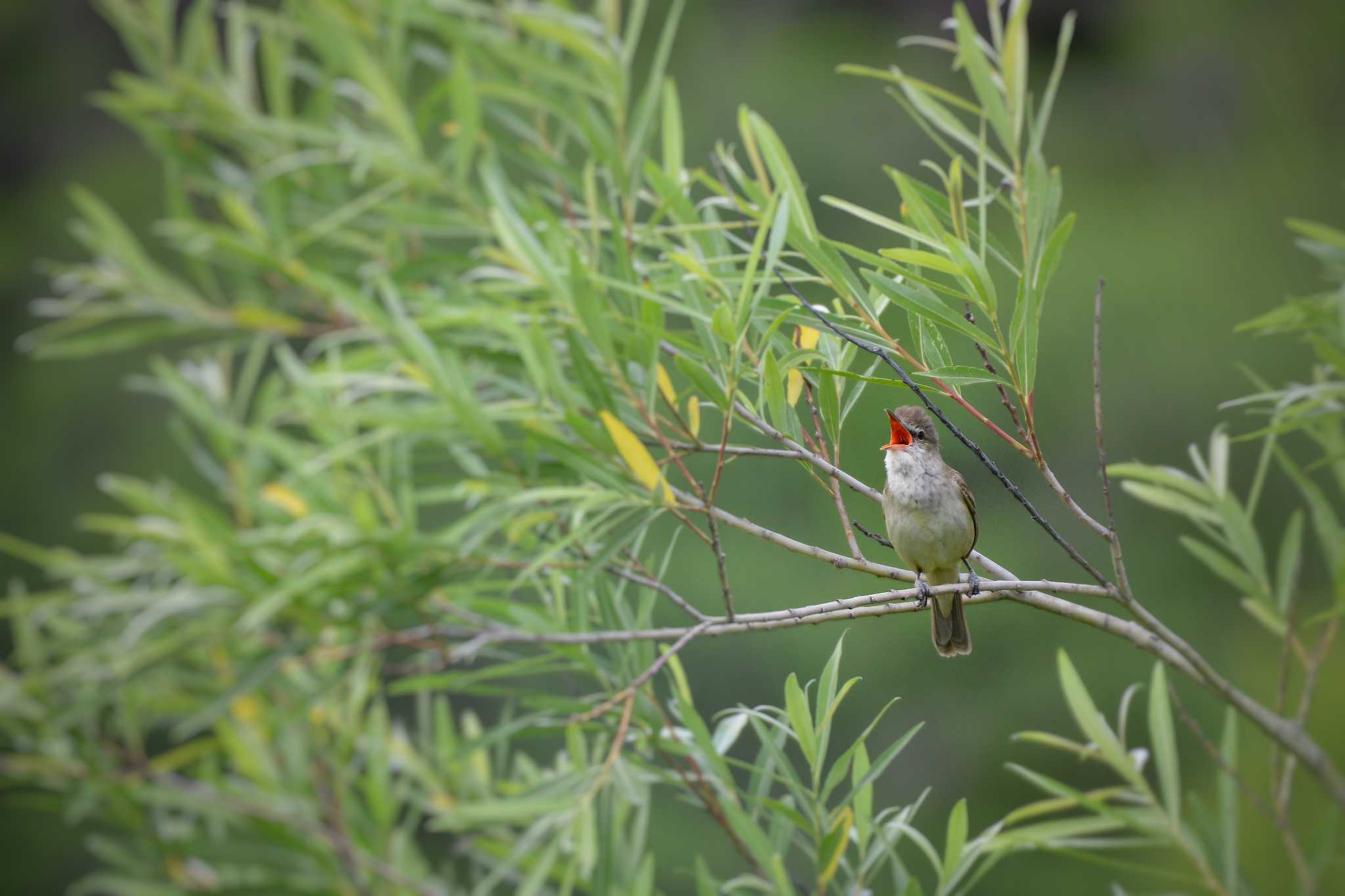 Photo of Oriental Reed Warbler at Mizumoto Park by Johnny cool