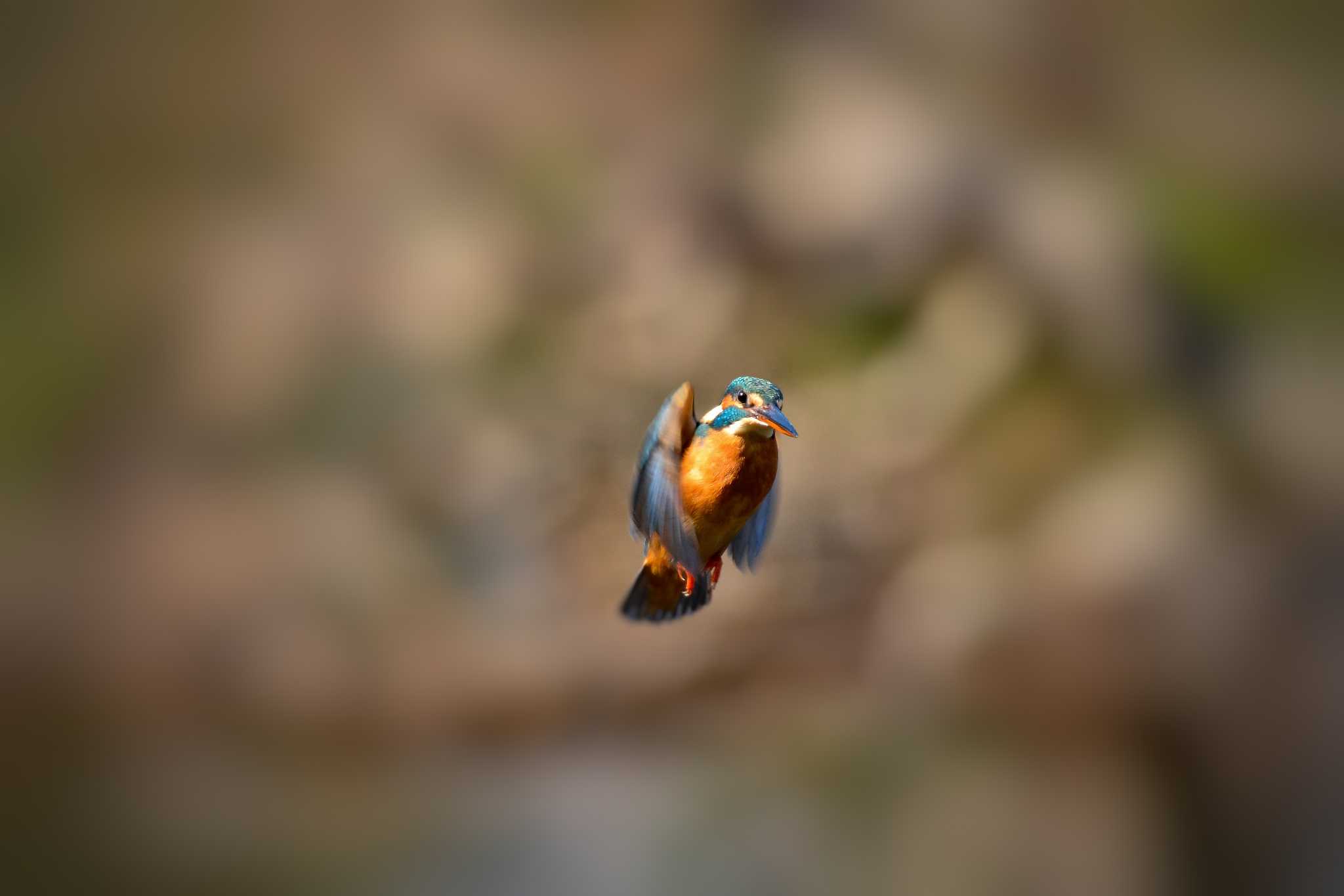 Photo of Common Kingfisher at 東京都 by Johnny cool