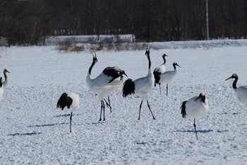 タンチョウ 鶴見台 2019年2月10日(日)