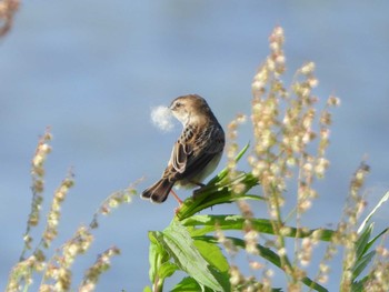 Zitting Cisticola 常滑市 Fri, 5/24/2019