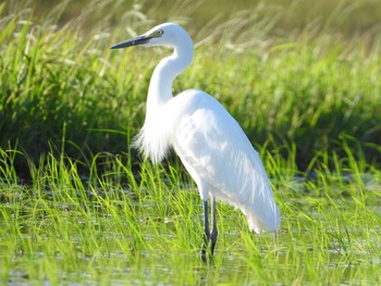 Medium Egret 知多市 Fri, 5/24/2019