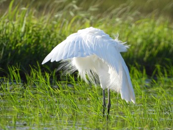 チュウサギ 知多市 2019年5月24日(金)