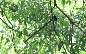 サンコウチョウ 東京都 2019年5月19日(日)