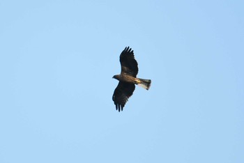 Booted Eagle Koh Phra Thong National Park Tue, 2/26/2019