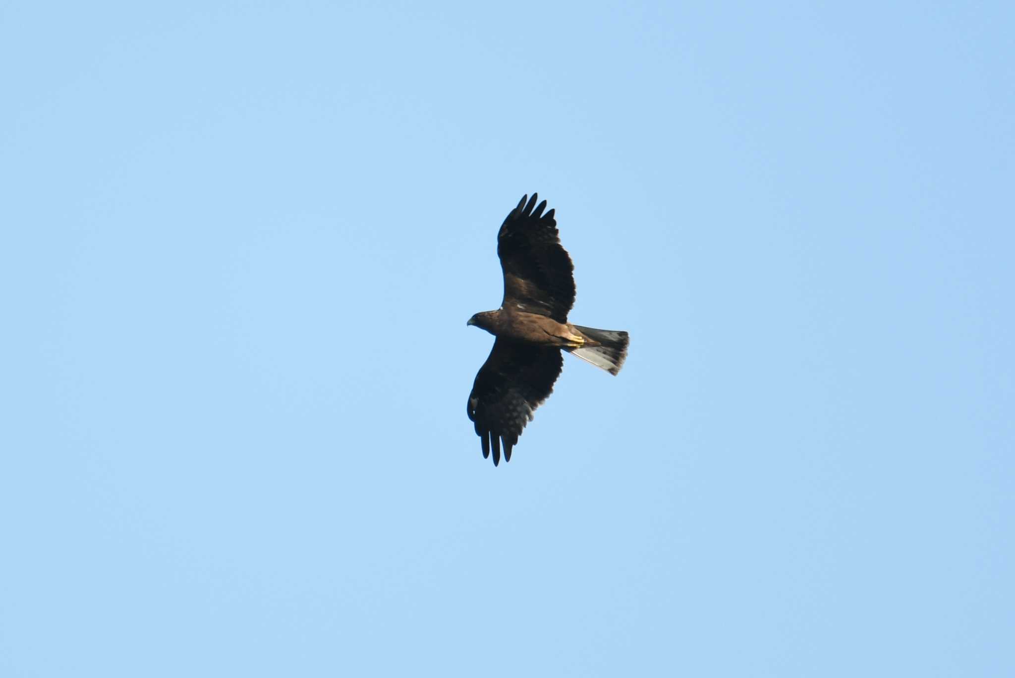 Booted Eagle