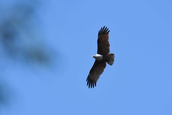 シロガシラトビ Koh Phra Thong National Park 2019年2月26日(火)