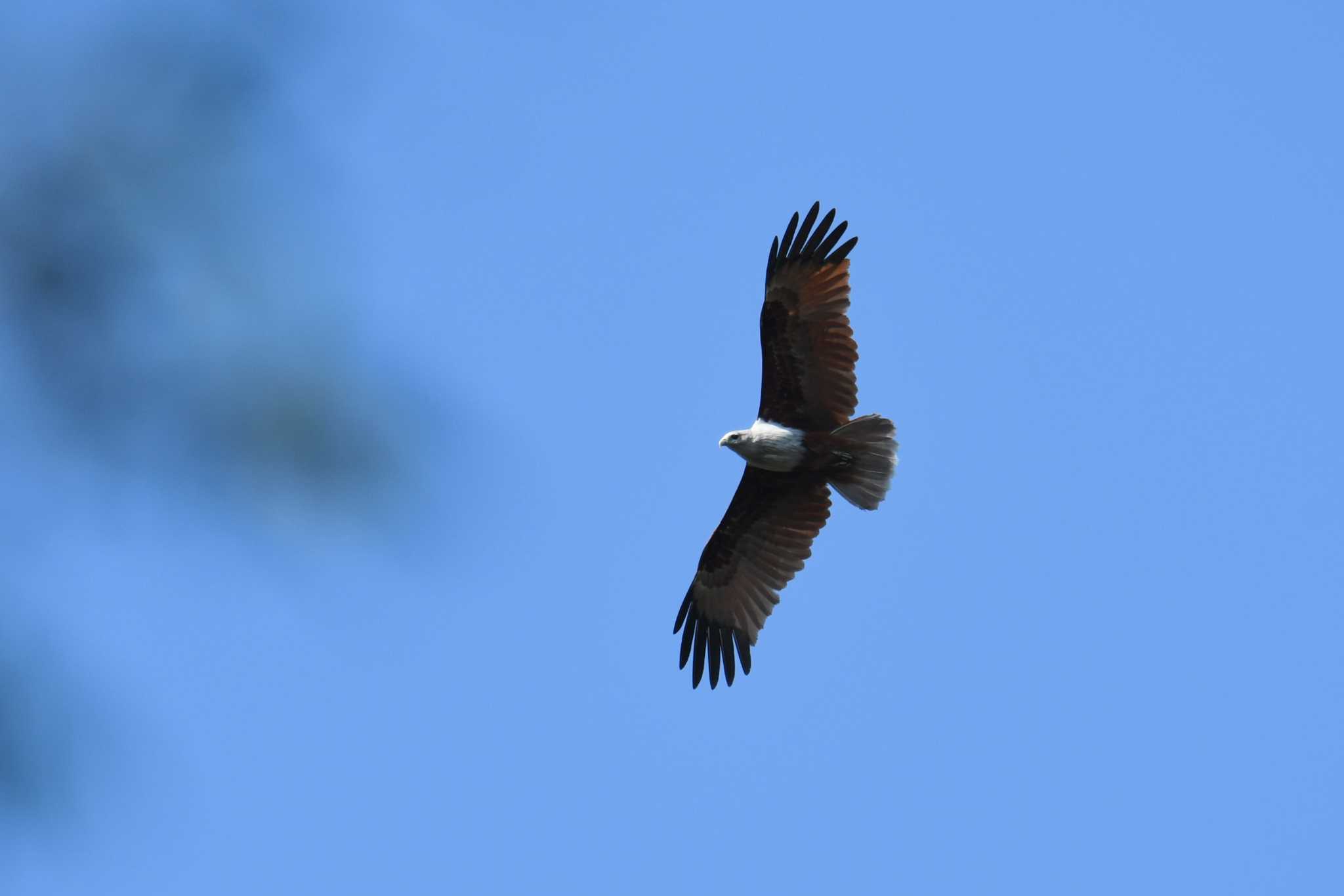 Brahminy Kite