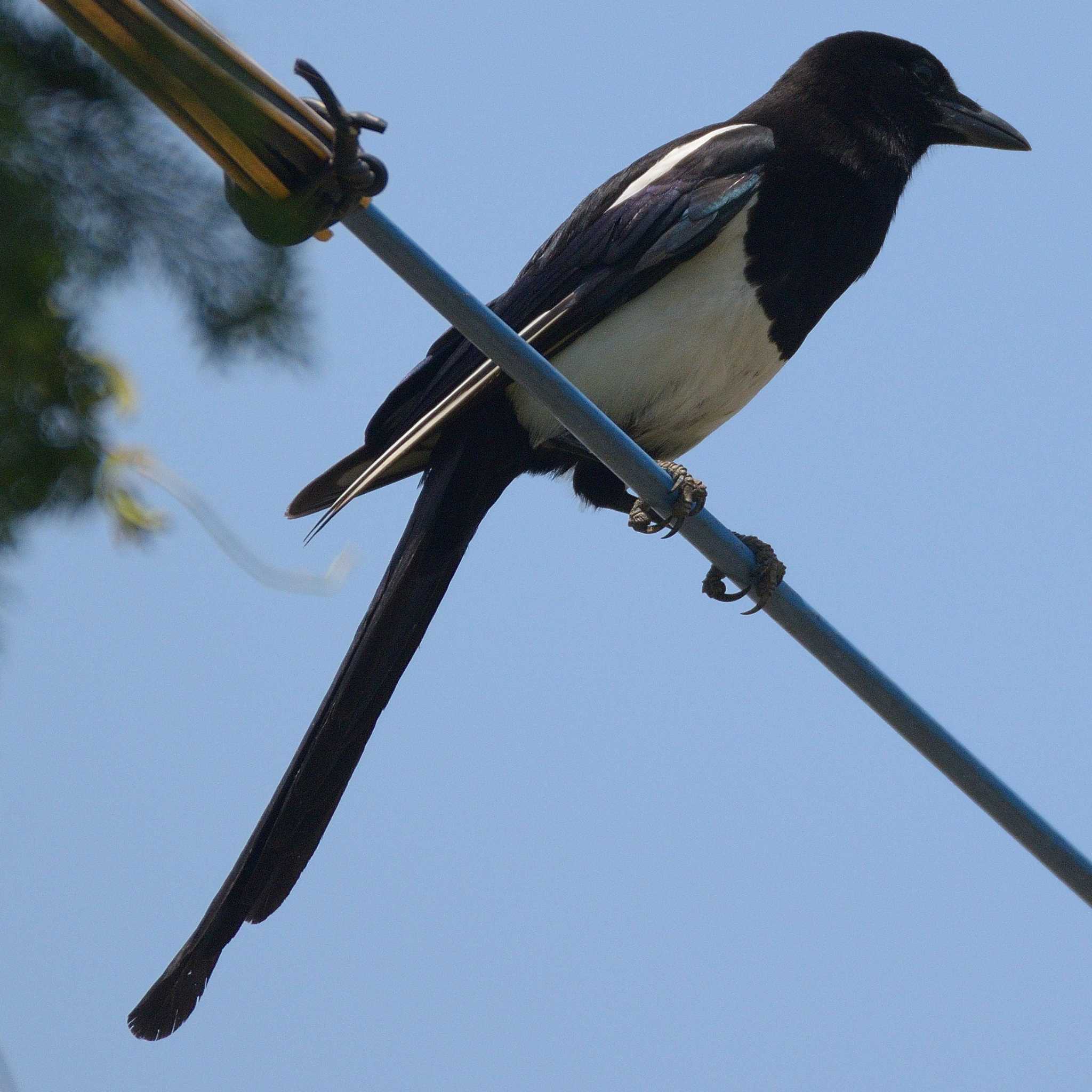 Photo of Eurasian Magpie at 福岡県古賀市 by poyon ぽよん