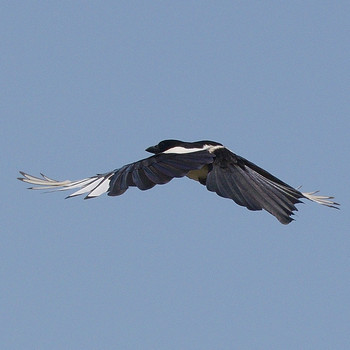 カササギ 福岡県古賀市 2019年5月24日(金)