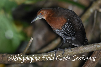 Slaty-legged Crake Ishigaki Island Fri, 5/24/2019