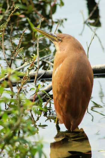 Cinnamon Bittern 台湾高雄 Sun, 1/16/2005