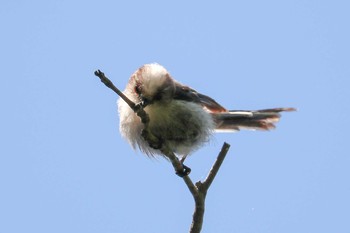 エナガ 三ツ池公園(横浜市鶴見区) 2019年5月22日(水)