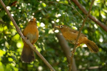 ガビチョウ 三ツ池公園(横浜市鶴見区) 2019年5月22日(水)