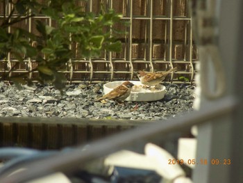 Eurasian Tree Sparrow 鴻巣市吹上 Sat, 5/18/2019