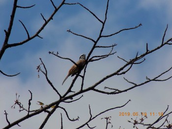 Meadow Bunting 三峯神社 Sun, 5/19/2019