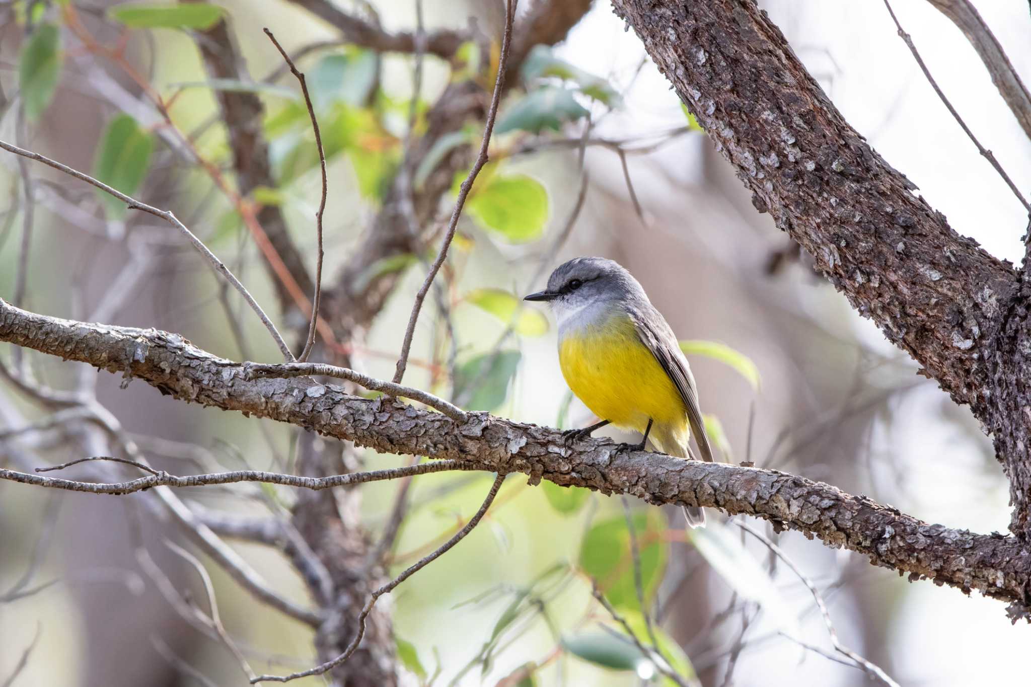 Manjimup ニシキバラヒタキの写真