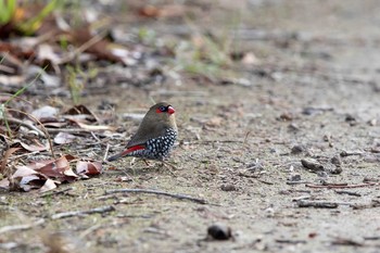 キョウジョスズメ Manjimup 2019年5月6日(月)