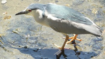 2019年5月25日(土) 葛西臨海公園の野鳥観察記録