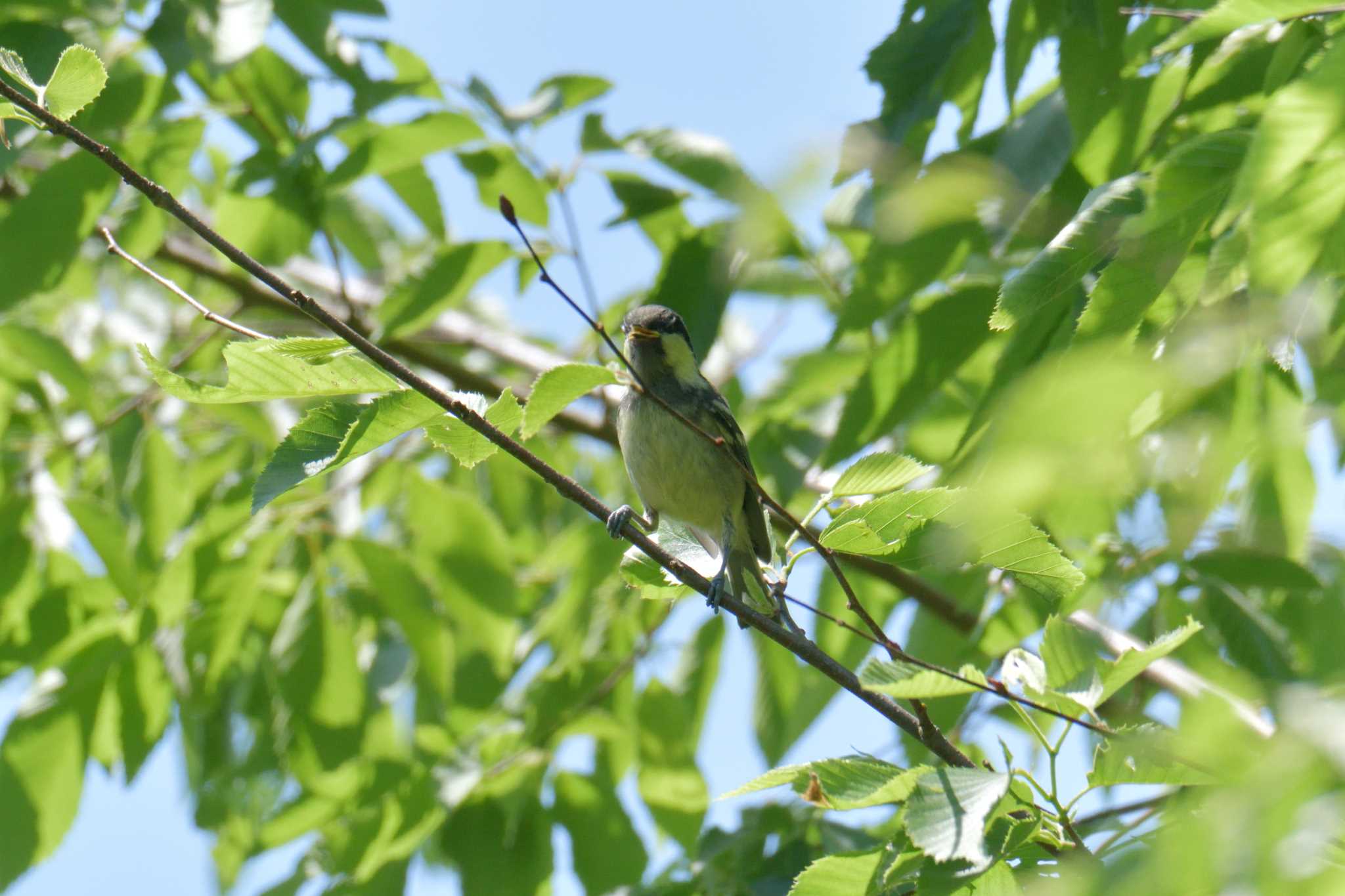 Japanese Tit